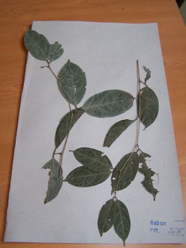 Image of Cryptosepalum