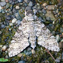 Image of Manduca brontes haitiensis (Clark 1916)