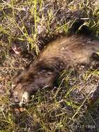 Image of western polecat, polecat