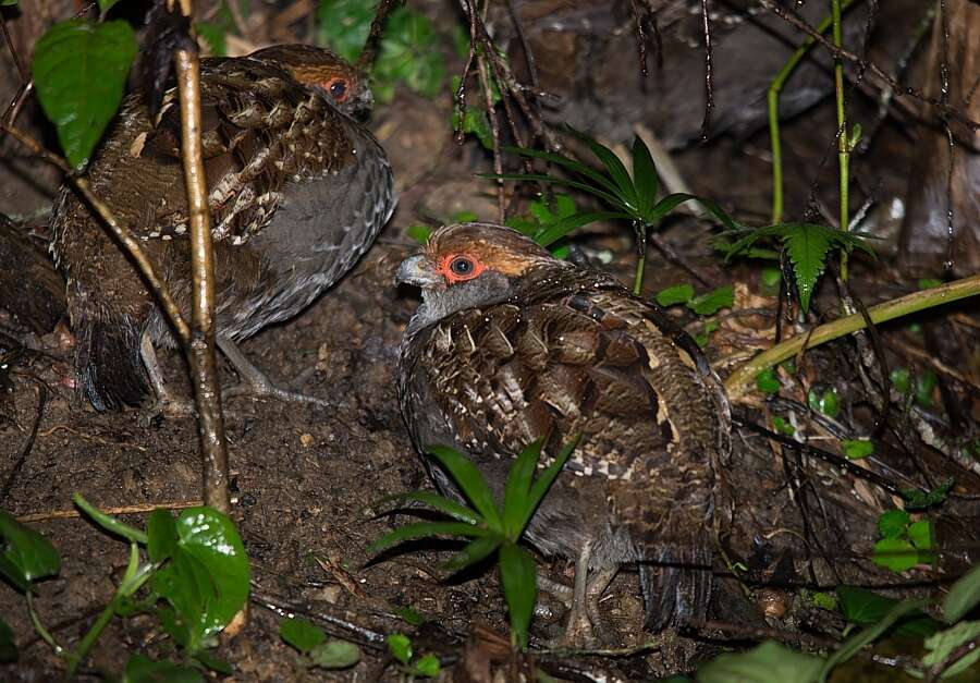 Image of <i>Odontophorus <i>capueira</i></i> capueira