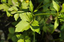 صورة Ranunculus silerifolius H. Lév.