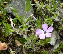 Imagem de Phlox diffusa Benth.