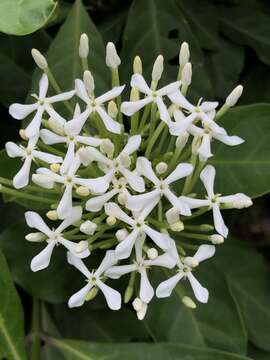 Image of Ixora finlaysoniana Wall. ex G. Don