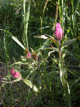 Image of Castilleja arctica Krylov & Sergievsk.