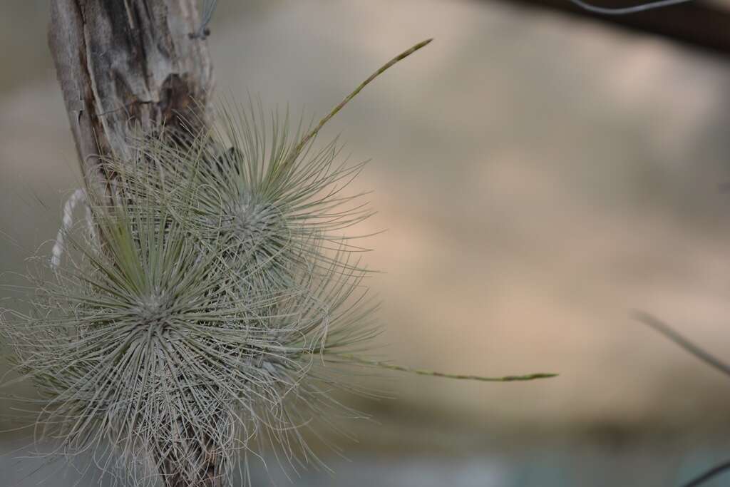 Image of Tillandsia fuchsii W. Till