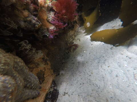 Image of Double sash butterflyfish