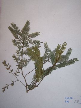 Image of Plagiosiphon