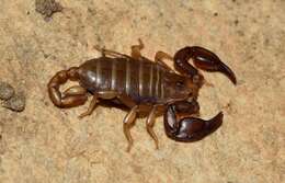 Euscorpius lesbiacus Tropea, Fet, Parmakelis, Kotsakiozi, Stathi & Zafeiriou 2020 resmi