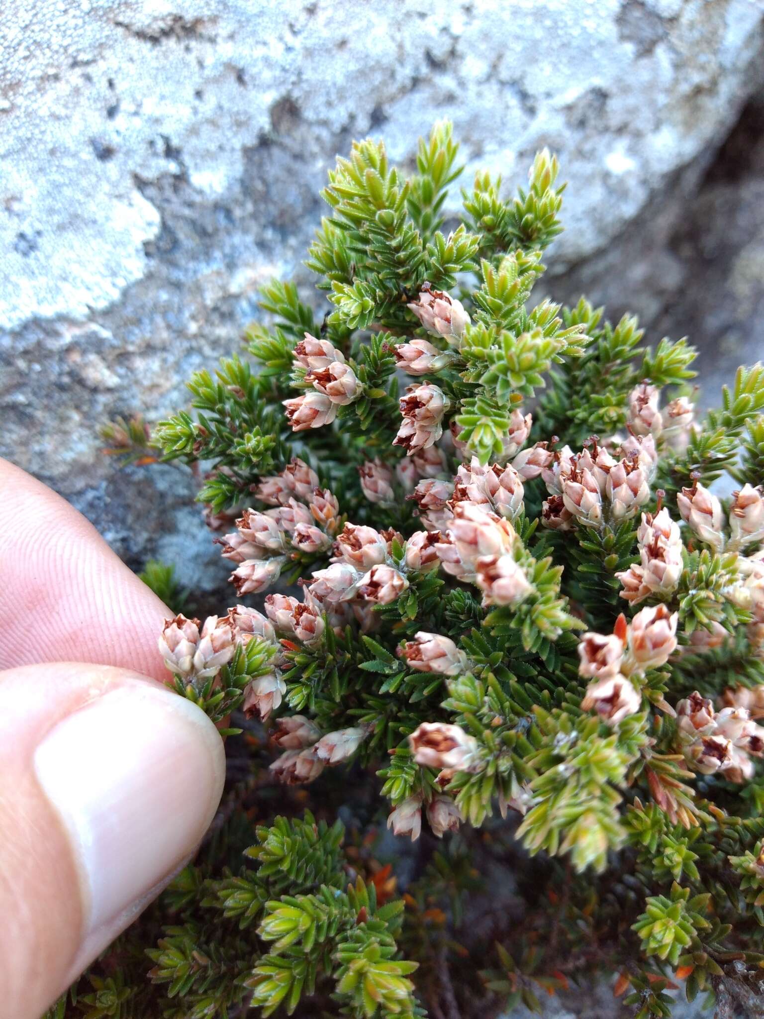 Image of Erica diosmifolia Salisb.