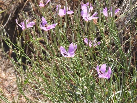 Image of largeflower skeletonplant