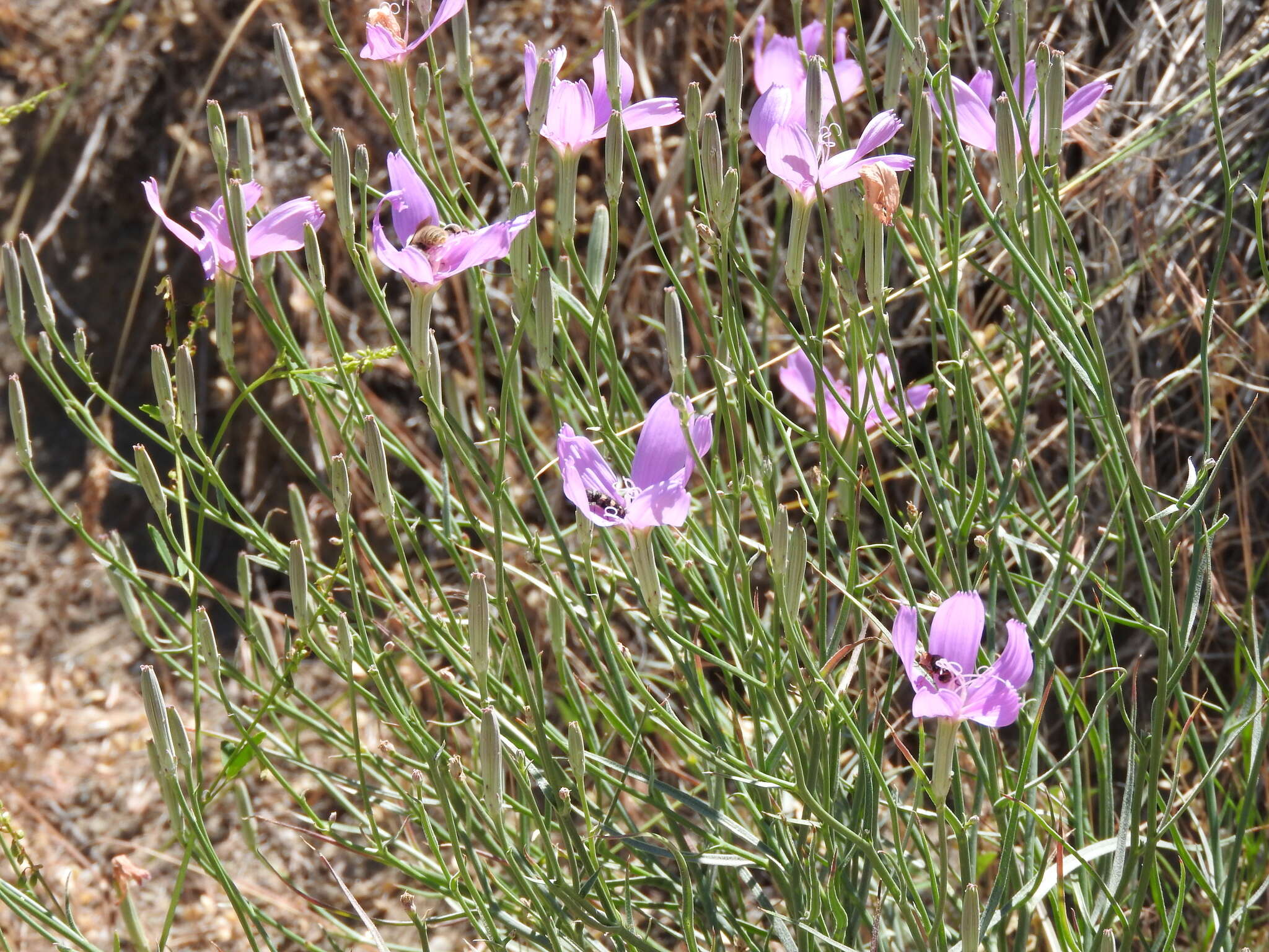 صورة Lygodesmia grandiflora (Nutt.) Torr. & A. Gray