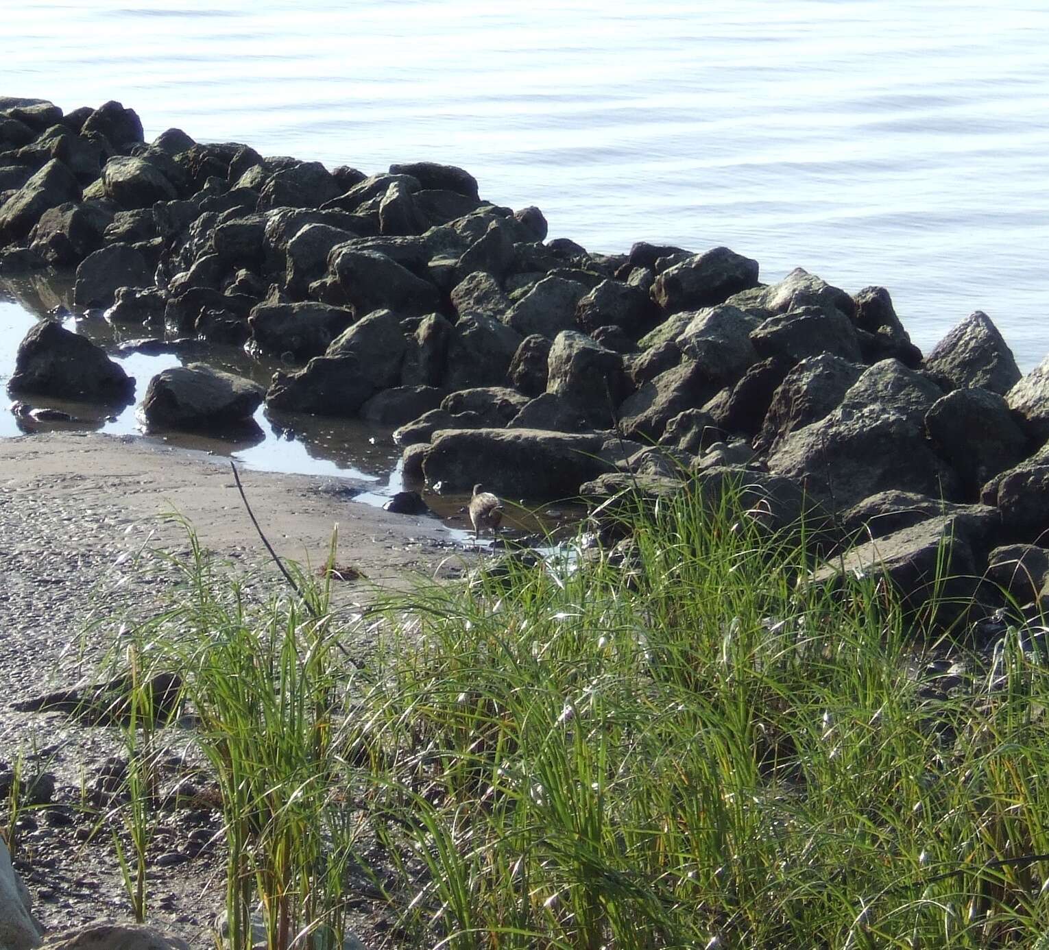 Image of Clapper Rail