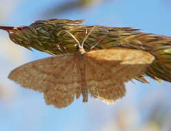 Idaea ochrata Scopoli 1763 resmi