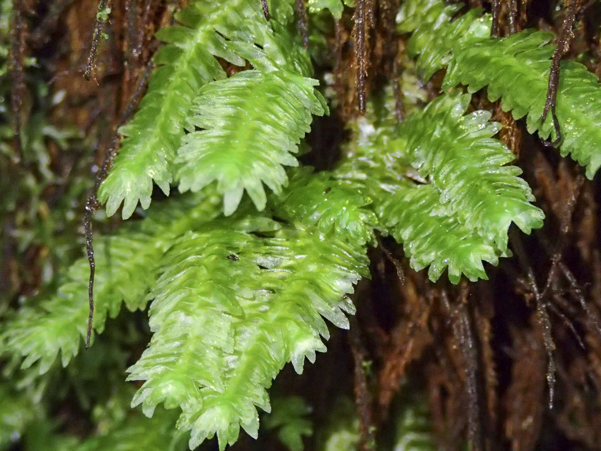 Image of Schistochila lehmanniana (Lindenb.) Steph.