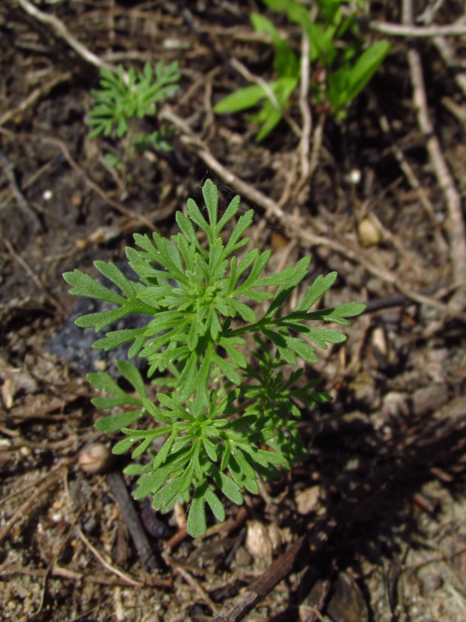 Image of Narrow-Leaf Paleseed