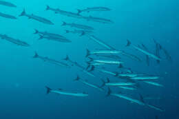 Image of Blackfin barracuda