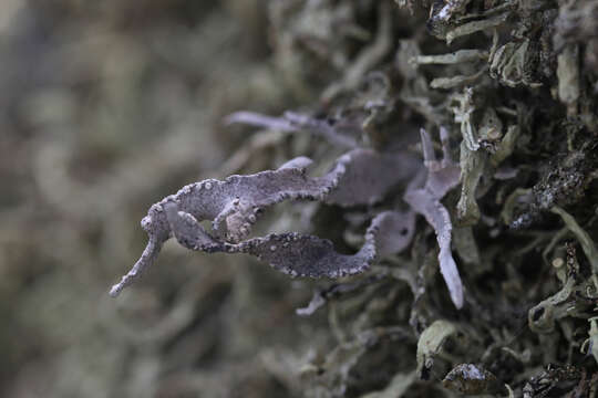 Image of roccella lichen