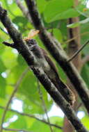 Image of Malaysian Pied Fantail