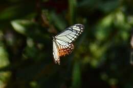 Image of <i>Papilio agestor</i>