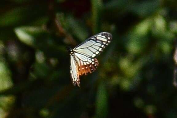 Sivun <i>Papilio agestor</i> kuva