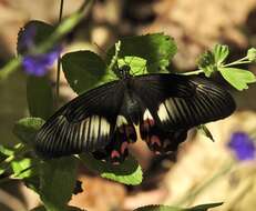 Image of Papilio ambrax Boisduval 1832