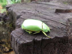 Image of Chrysina luteomarginata (Ohaus 1913)