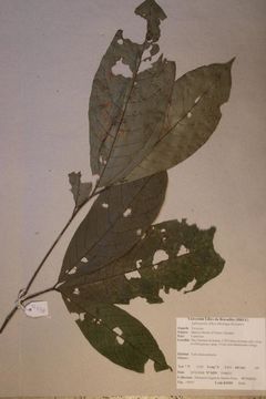 Image of <i>Rinorea dentata</i> (P. Beauv.) O. Ktze
