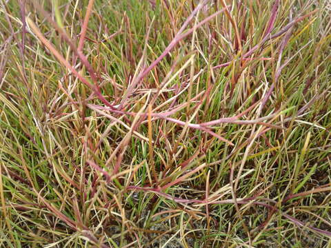 Image of Creeping Alkali Grass