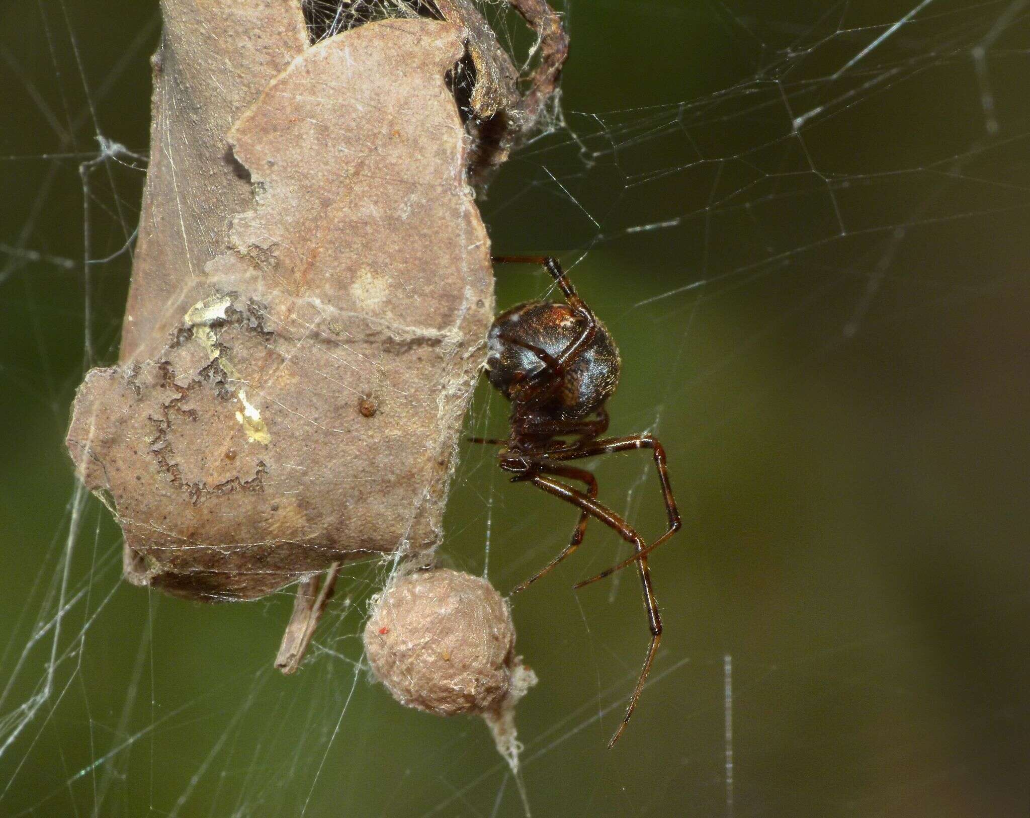 Image of Parasteatoda decorata (L. Koch 1867)