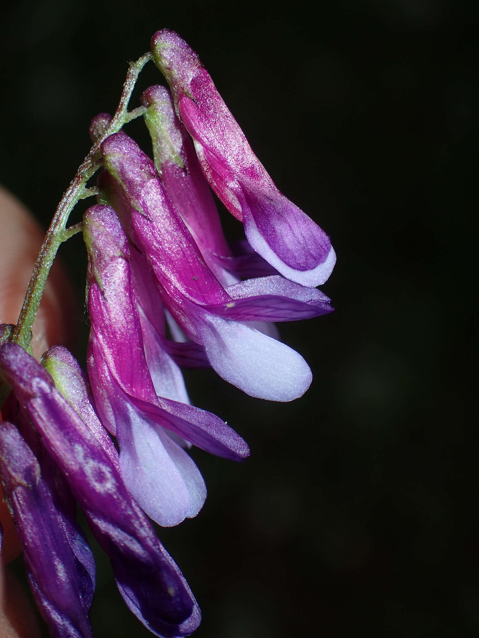 Image of Vicia eriocarpa