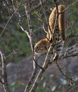 Image of Rusty-Spotted Cat