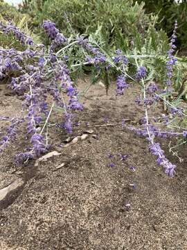 Plancia ëd <i>Salvia yangii</i>