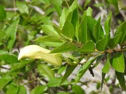 Image of Eremogeton grandiflorus (A. Gray) Standley & L. O. Williams