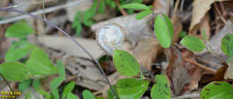 Image of Osmunda japonica Thunb.