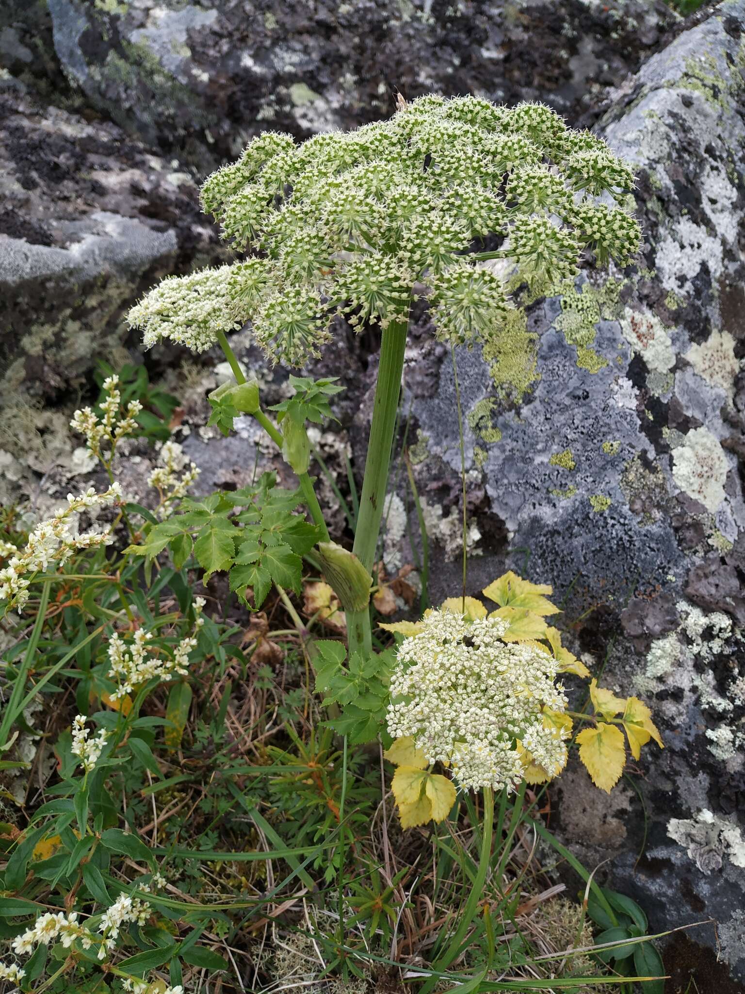 Слика од Angelica saxatilis Turcz. ex Ledeb.