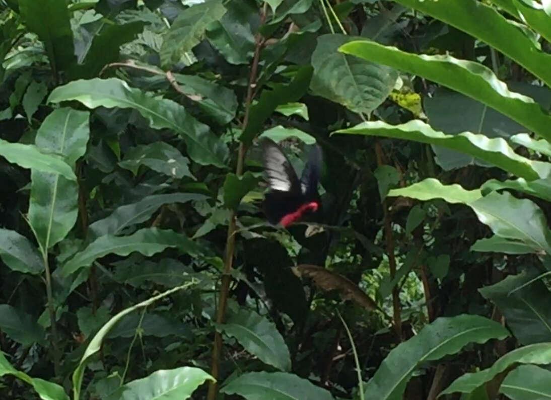 Image of Atrophaneura varuna (White 1842)