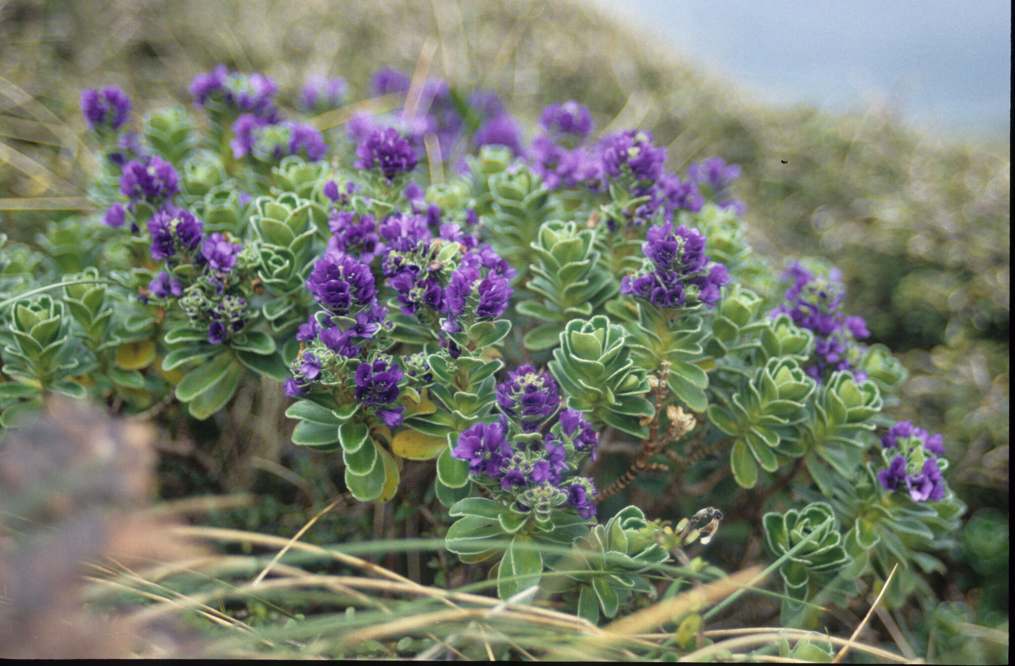 Image of Veronica benthamii Hook. fil.