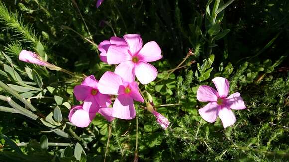 Imagem de Oxalis lanata L. fil.