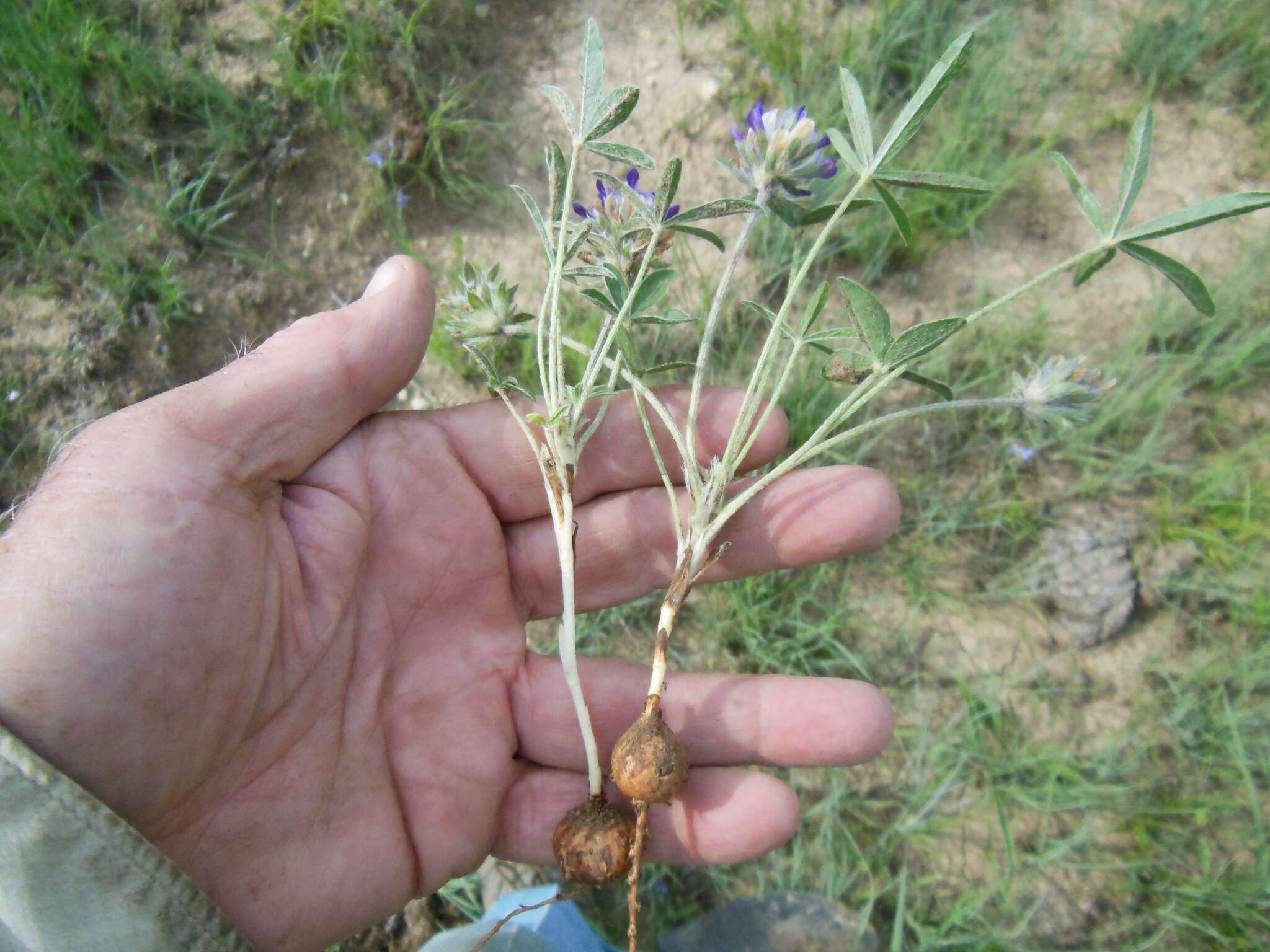 Psoralea scaposa (A. Gray) J. F. Macbr. resmi