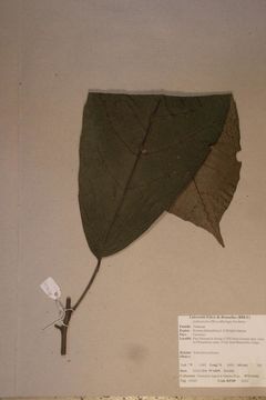 Image of <i>Rinorea oblongifolia</i> (C. H. Wright) Marquand
