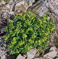 Image of Vincetoxicum hirundinaria subsp. adriaticum (G. Beck) Markgr.