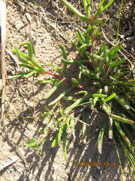 Plancia ëd Carpobrotus muirii (L. Bol.) L. Bol.