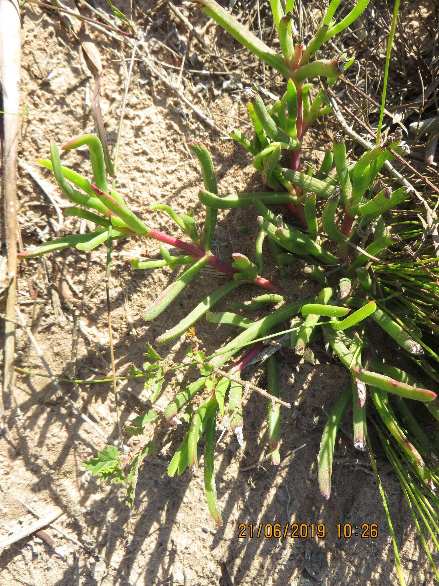 Image of Carpobrotus muirii (L. Bol.) L. Bol.