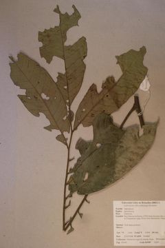 Image of <i>Aporrhiza</i>