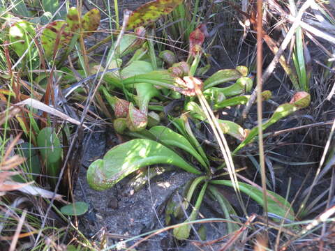 Image of parrot pitcherplant