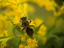 Image of Andrena braccata Viereck 1907