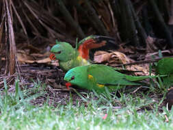 صورة Trichoglossus chlorolepidotus (Kuhl 1820)