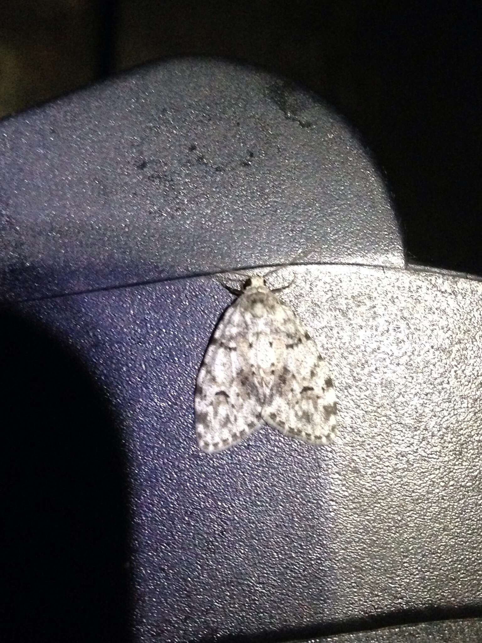 Image of Little White Lichen Moth