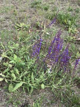 Imagem de Salvia nemorosa subsp. pseudosylvestris (Stapf) Bornm.