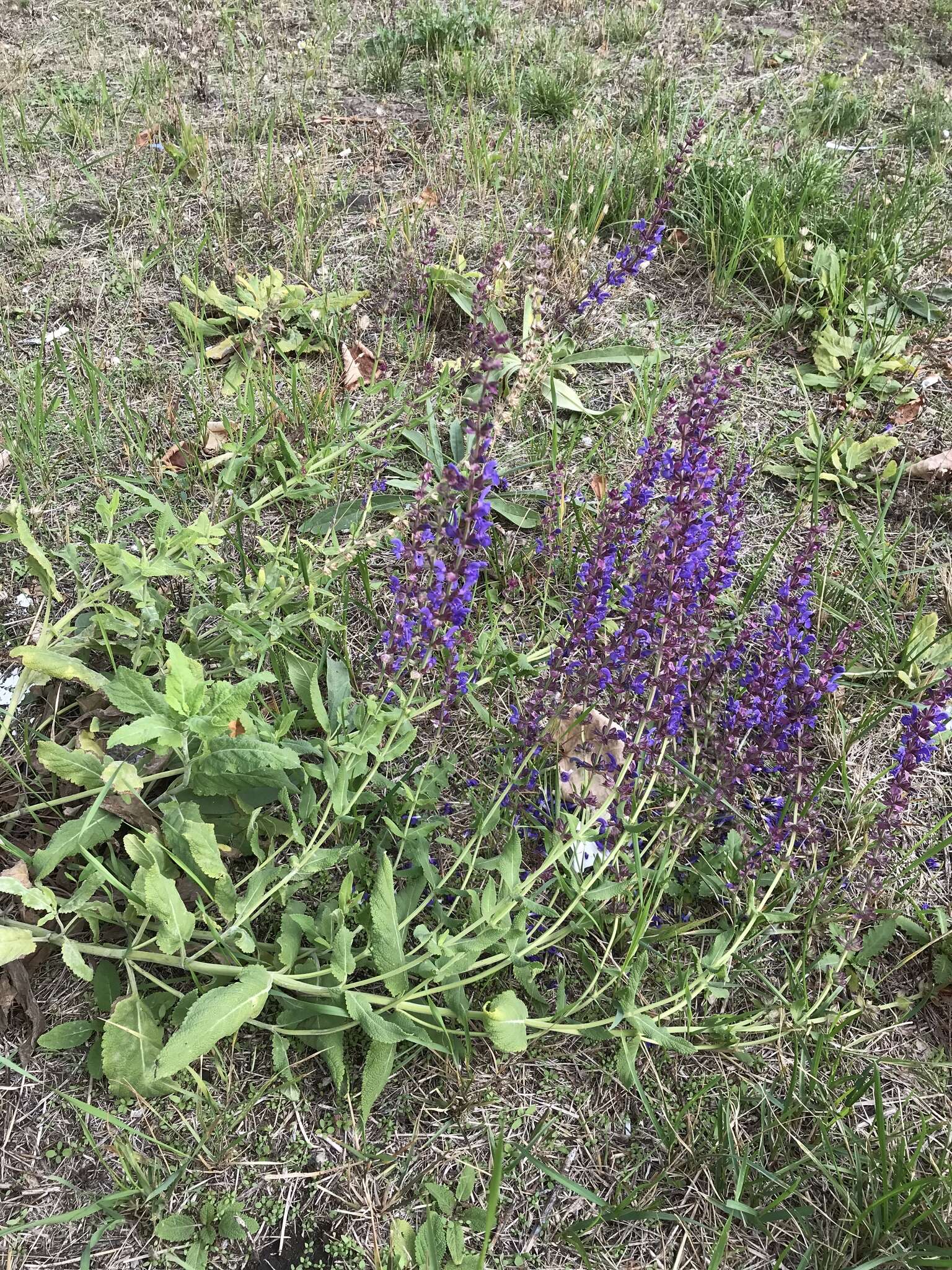 Imagem de Salvia nemorosa subsp. pseudosylvestris (Stapf) Bornm.